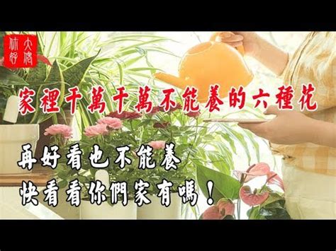 房間放蘭花